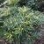 Mahonia eurybracteata Softcaress (2)