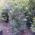 Pittosporum tobira 100