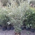 Quercus ilex C18L