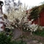 Cercis canadensis Royal White