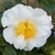 Camellia japonica Silver Waves