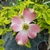 Cornus florida Cherokee Sunset