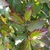 Parrotia persica Persian Spire (2)