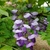 Wisteria brachybotrys Okayama (1)