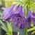 Agapanthus Poppin Purple (3)