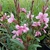 Gaura pourpre rose clair