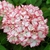Hydrangea macrophylla Cocktail (4)