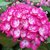 Hydrangea macrophylla Grafin Cosel (3)