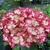 Hydrangea macrophylla Julia (1)