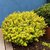 Berberis thunbergii Tiny Gold