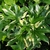 Fatsia japonica variegata