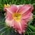 Hemerocallis China Bride