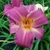 Hemerocallis Sugar Candy