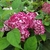 Hydrangea arborescens Ruby Annabelle
