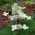 Hydrangea paniculata Early Harry (4)