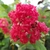Lagerstroemia indica Enduring Red (1)