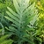 Phlebodium pseudoaureum (1)