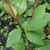 Cotoneaster glaucophyllus Serotinus
