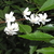 Hoheria sexstylosa Snow White (3)