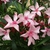 Nerium oleander Villa Romaine (2)
