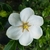 Gardenia jasminoides Kleim's Hardy (2)