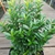 Euonymus japonicus Microphyllus
