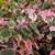 Cercis canadensis Carolina Sweetheart (3)