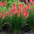 Kniphofia Poco Red