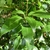 Quercus glauca (3)
