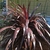 Cordyline renegade (1)