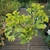 Ginkgo biloba Mariken