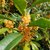 Osmanthus fragrans Aurantiacus (3)