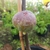 Ficus carica Violette de Solliès