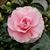 Camellia japonica Bonomiana