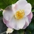 Camellia Spring Mist (1)
