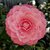 Camellia japonica Mrs Tingley (2)