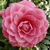 Camellia japonica Mrs Tingley (1)