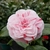 Camellia japonica Bonomiana (2)