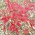 Acer palmatum Phoenix (1)