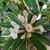 Daphne x transatlantica Summer Ice (1)