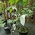 Davidia involucrata Sonoma