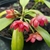 Illicium henryi (2)