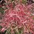 Nandina domestica Pink Filament (3)