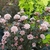 Physocarpus opulifolius Little Devil (1)