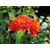 lantana%20camara%20rouge