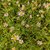 Erigeron karvinskianus Lavender Lady (1)