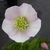 Helleborus orientalis (25)
