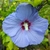 Hibiscus syriacus Sup Blue