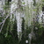 Wisteria floribunda Snow Showers (1)