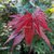Acer palmatum O Kagami